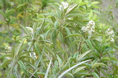 Miconia bicolor