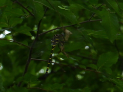 Cordulegaster erronea