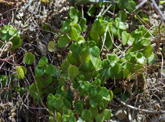 Peperomia miqueliana