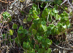 Peperomia miqueliana