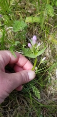 Gentianella propinqua propinqua