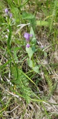 Gentianella propinqua propinqua