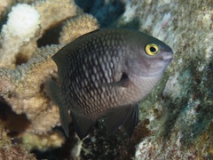 Plectroglyphidodon marginatus