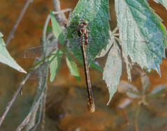 Stylurus laurae