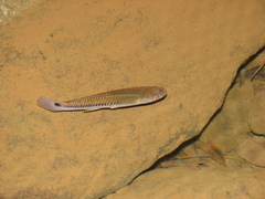 Pseudoxiphophorus bimaculatus