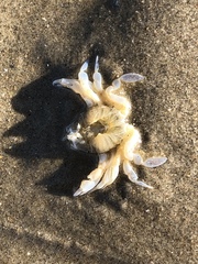 Liocarcinus