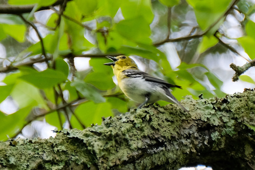 Vireo flavifrons