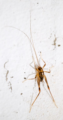 Ceuthophilus maculatus