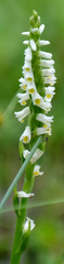 Spiranthes lucida