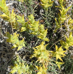 Castilleja flava