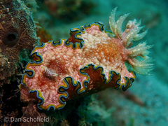 Glossodoris