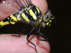 Cordulegaster erronea