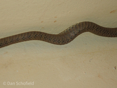 Chrysopelea paradisi celebensis