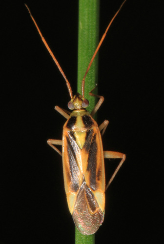 Two-spotted Grass Bug photo 4