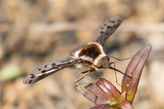 Bombylius pygmaeus