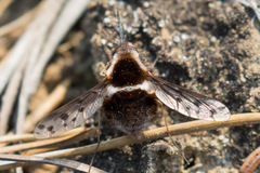 Bombylius pygmaeus