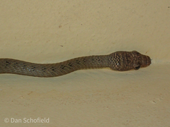 Chrysopelea paradisi celebensis