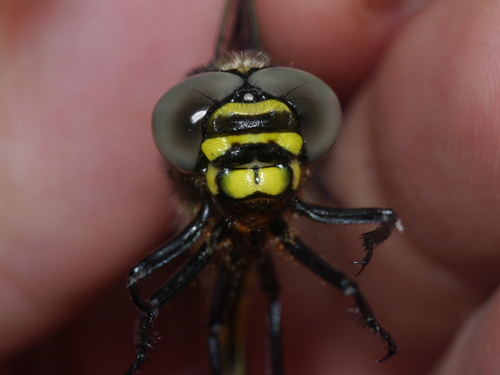 Tiger Spiketail photo 2