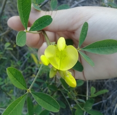 Crotalaria micans