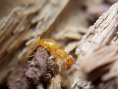 Lasius latipes