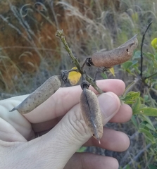 Crotalaria micans