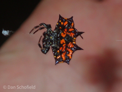 Gasteracantha rubrospinis