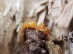 Lasius latipes