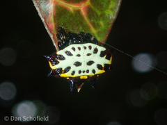Gasteracantha rubrospinis