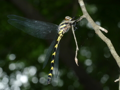 Cordulegaster erronea