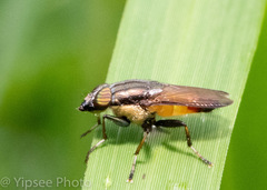 Idiella