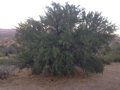 Pseudoziziphus parryi