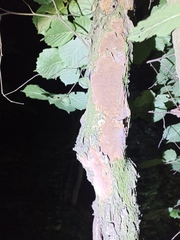 Hymenochaete cinnamomea