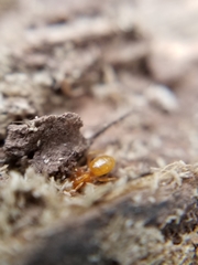Lasius latipes