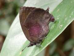 Mahathala ameria