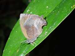 Mahathala ameria