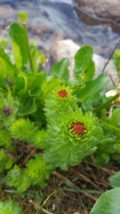 Rhodiola