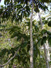 Sciodaphyllum troyanum