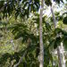 Schefflera troyana - Photo (c) Alan R. Franck, algunos derechos reservados (CC BY-NC), subido por Alan R. Franck
