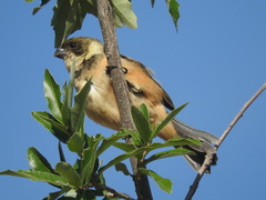 Sporophila torqueola