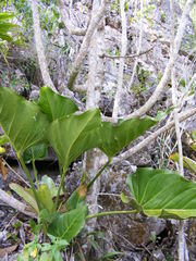 Sciodaphyllum troyanum