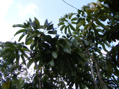 Sciodaphyllum troyanum