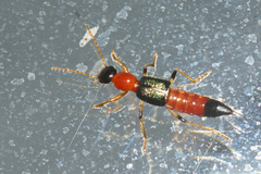 Paederus mexicanus