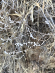 Micropus californicus