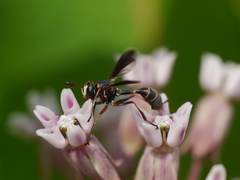 Physocephala sagittaria