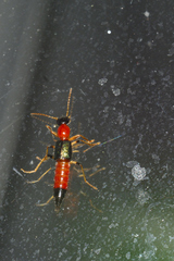 Paederus mexicanus