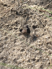 Cicindela abdominalis