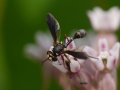 Physocephala sagittaria