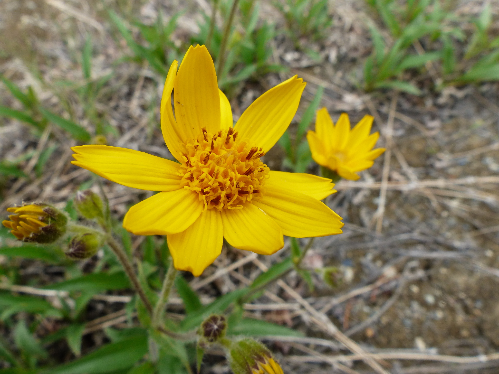 Arnica angustifolia ssp. angustifolia