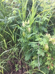 Astragalus americanus
