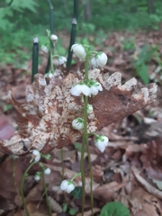 Pyrola japonica